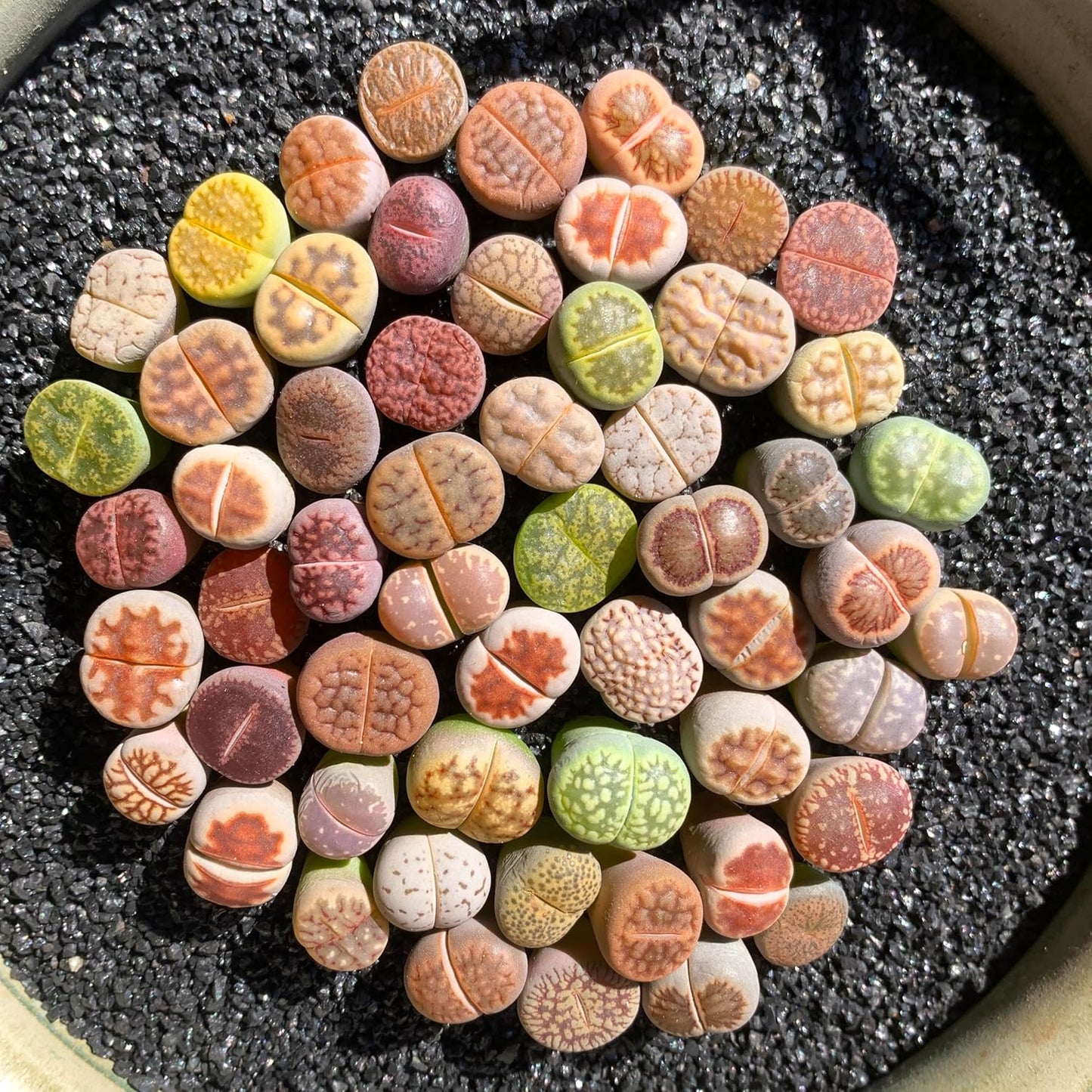 Lithops Random Mix Rare Live Succulent Plants, 30/50/100 Pcs Succulent Live Plant, Bare Root Without Pot & Soil, Indoor Office, Friend Plant Lovers Gifts
