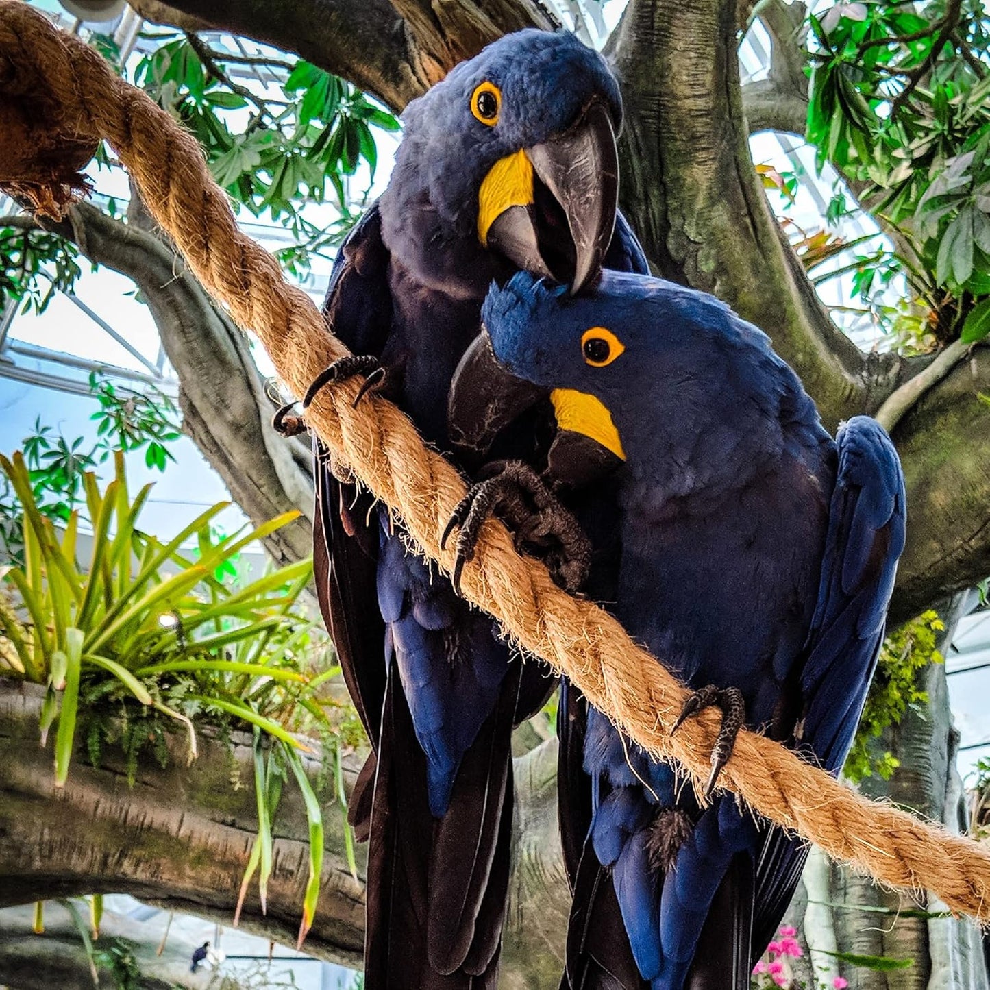 Jute Rope 1 Inch x 10 Ft, IMROPE Natural Jute Rope Twisted 4 Strands for DIY Arts Crafts, Garden, Home Decorating, Hammock