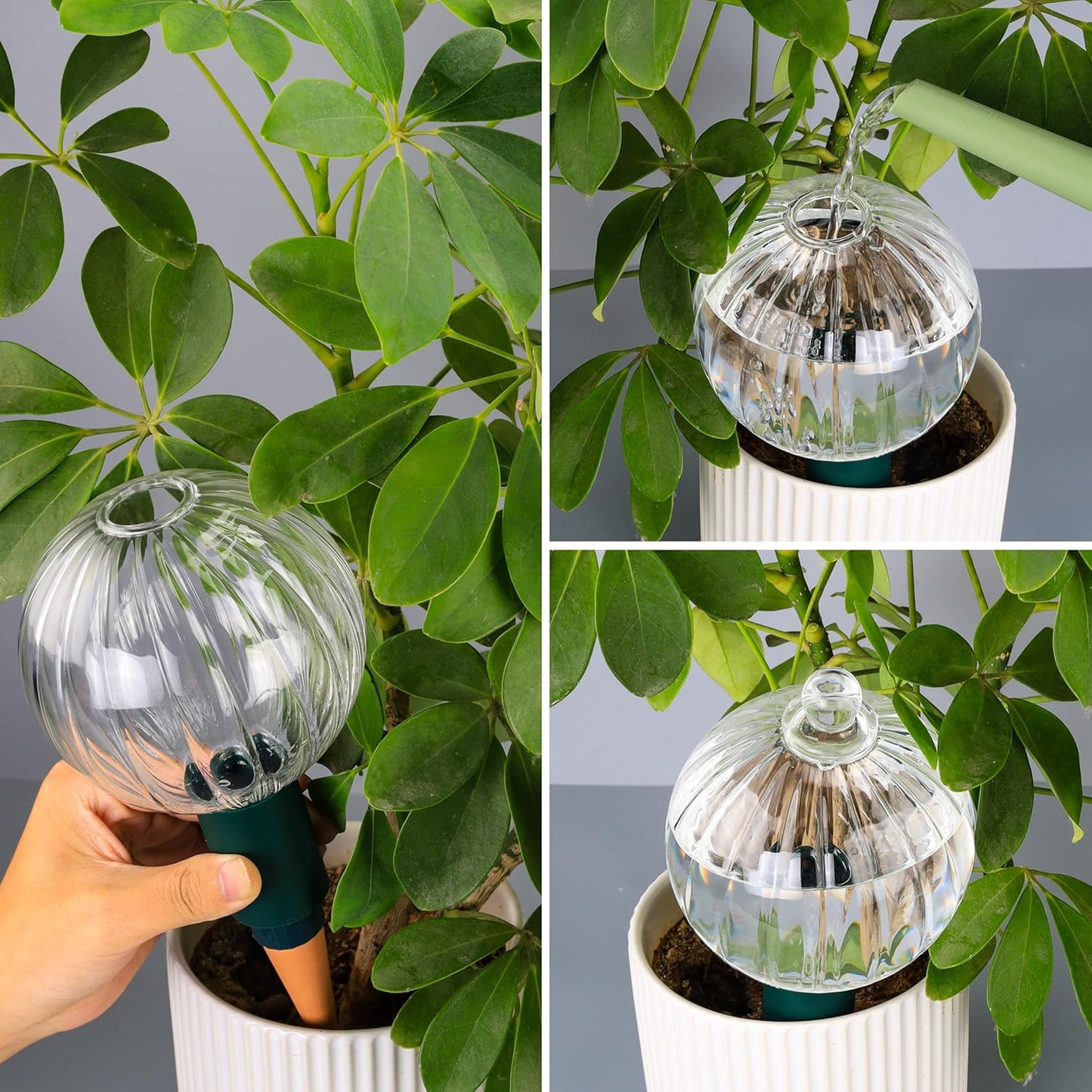 23 oz Extra Large Plant Watering Globes Top Fill, Clear Glass Water Bulbs with Terracotta Spikes Adapter, Slow Release Vacation Plant Watering Devices, Automatic Drip Irrigation, 2 Pack