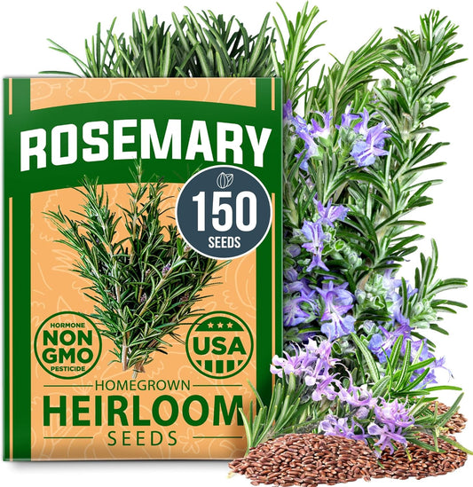 HOME GROWN 𝗨𝗦𝗔 𝗣𝗥𝗘𝗠𝗜𝗨𝗠 Rosemary Seeds Pack - 150 High Germinating 𝗡𝗢𝗡-𝗚𝗠𝗢 Heirloom Herb Seeds for Planting in Indoor or Outdoor Herb Gardens (Salvia rosmarinus)