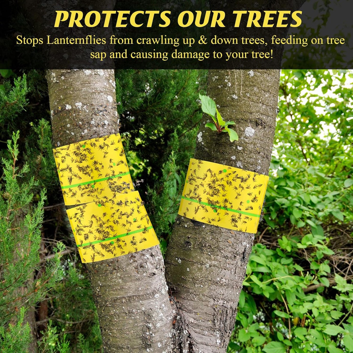Qualirey 6 Rolls Spotted Lantern Fly Traps 30 Feet Each Roll Fly Tree Trap Sticky Strips Outdoor Fruit Glue Strips Disposable Tape Indoor Paper Sheets for Protecting Trees(Classic Color)