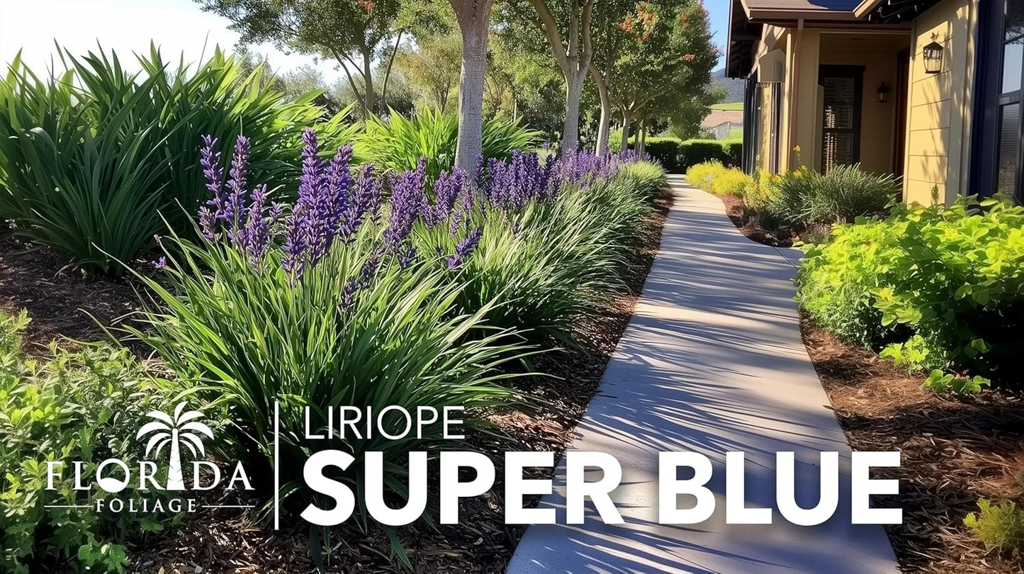 Liriope Super Blue | 10 Live 4 Inch Plants | Liriope muscari 'Super Blue' | Ornamental Ground Cover Plants | Shade-Tolerant Landscaping Perennial