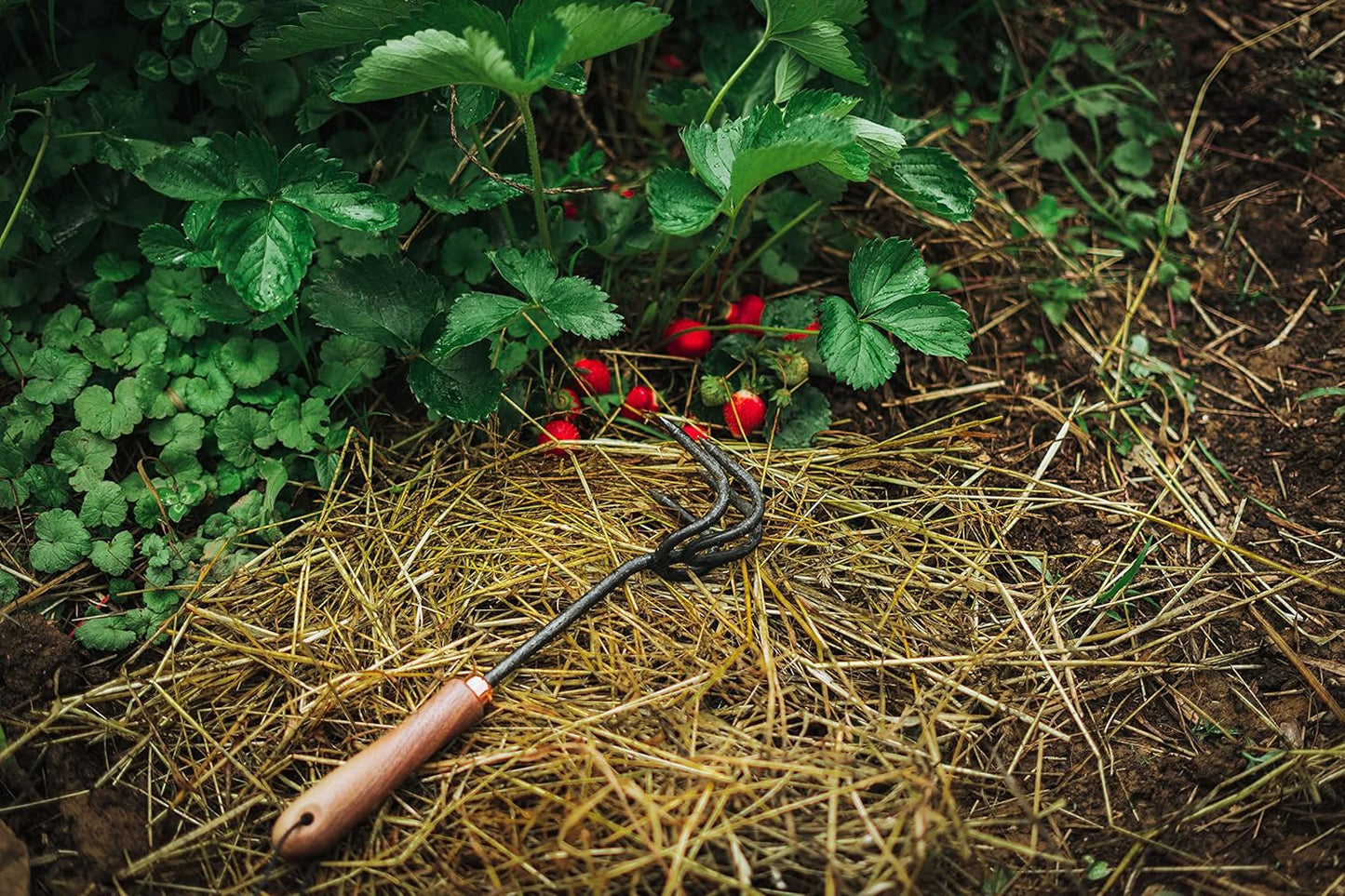 Barebones Cultivator - Weed Remover Tool - Garden Rake and Weeding Tool for Yard Work - Stainless Steel Cultivator for Raking Soil (Walnut/Black)