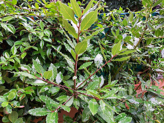Greenwood Nursery: Live Perennial Plants - Bay Laurel Herb + Laurus Nobilis - [Qty: 5X 2.5 Pot] - (Click for Other Available Plants/Quantities)