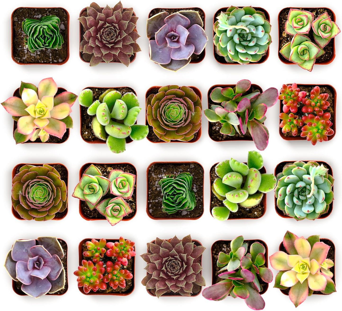 Shop Succulents Colorful Succulent Plant Pack 2" Grow Pot Pack of 40