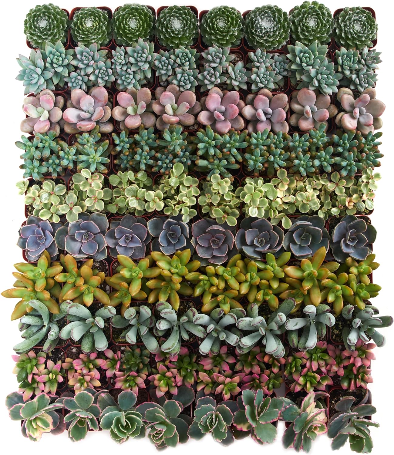 Shop Succulents Assorted Succulent Plant Pack Collection - Live Mini Succulent Plants, Low Maintenance, Mixture of Colors & Textures - Wedding and Party Favors, Gift & Garden, Pack of 32