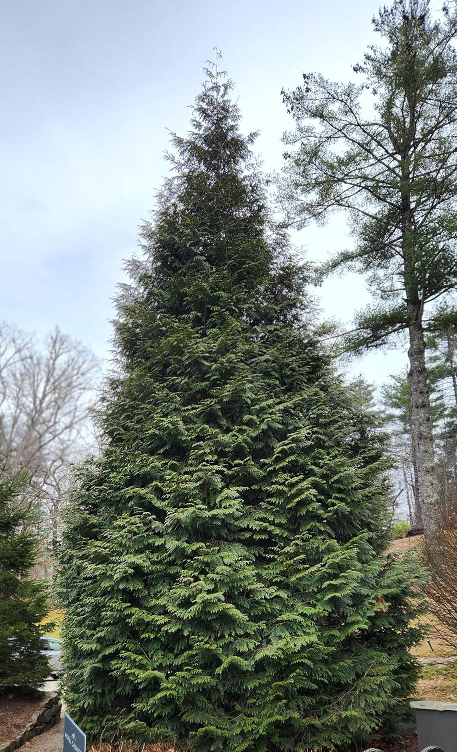 Thuja Green Giant Arborvitae Tree, 16-20+ Inches Tall, Lot of 15, 3 Inch deep Pot