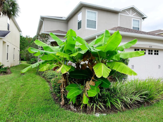Greenwood Nursery: Live Perennial Plants - Musa Basjoo Cold Hardy Banana - [Qty: 2X Pint Pots] - (Click for Other Available Plants/Quantities)