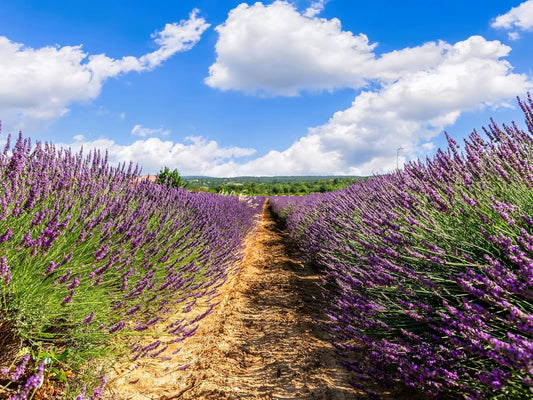Greenwood Nursery: Live Perennial Plants - Grosso Lavender + Lavandula x Intermedia - [Qty: 2X 3.5 Pots] - (Click for Other Available Plants/Quantities)