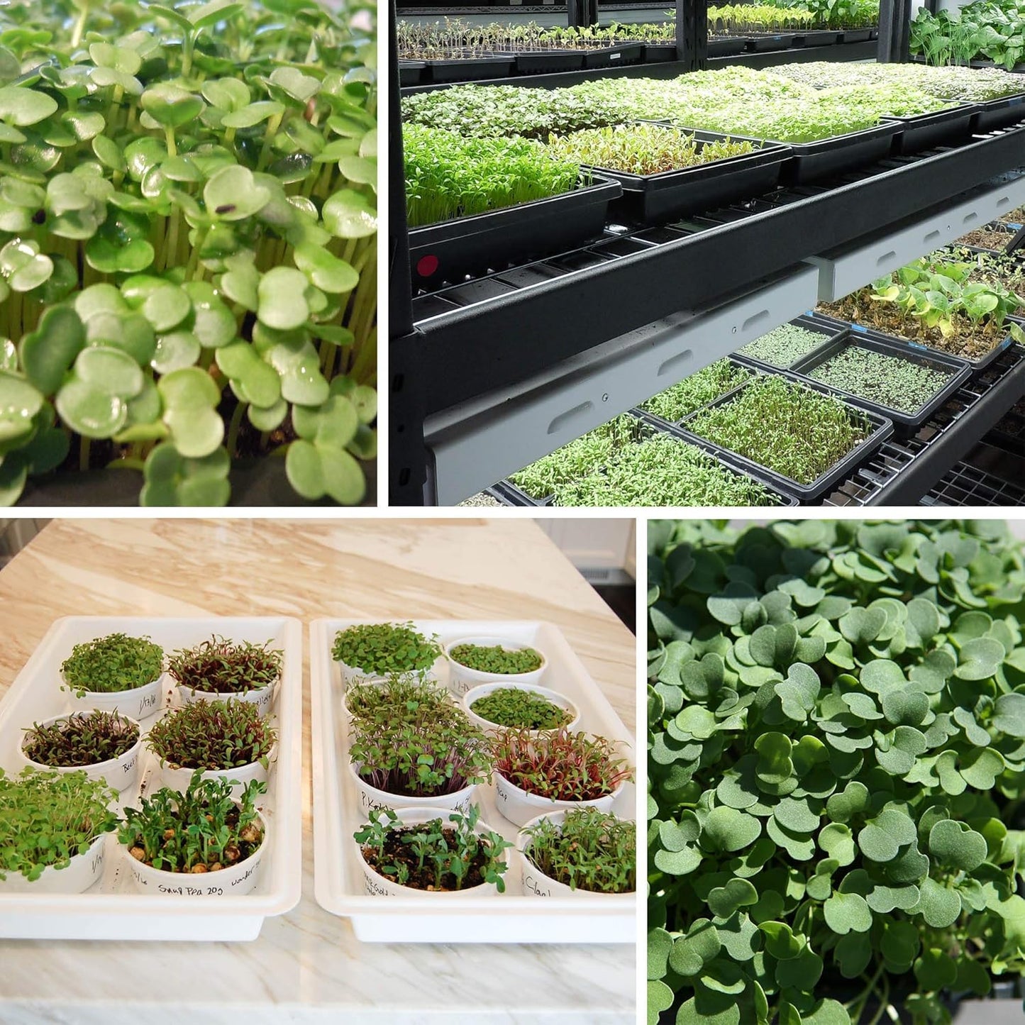 Handy Pantry Black Plastic Garden Tray Inserts - 20 Sheets of 36 Planting Pot Cells Each - 2x3 Nested x6 Configuration - Perforated - Nursery, Greenhouse, Gardening