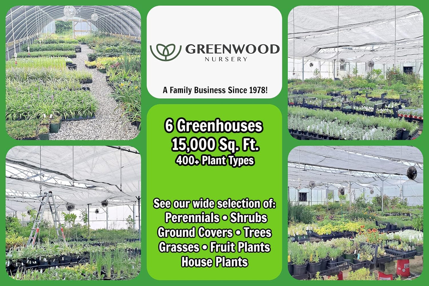 Greenwood Nursery: Live Perennial Plants - Agastache Blue Fortune + Giant Hyssop - [Qty: 5X Pint Pots] - (Click for Other Available Plants/Quantities)