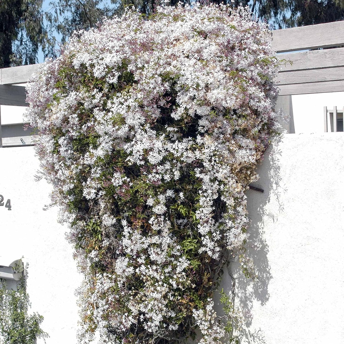 Pink Jasmine Vine - Jasminum Polyanthum - Fragrant & Blooming, Perfect for Indoor/Outdoor Decor (4 Pink jas sacs)