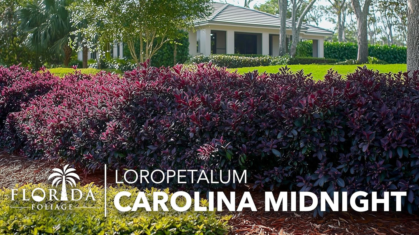 Loropetalum Carolina Midnight | 40 Live Plants | Loropetalum Chinense | Purple Foliage Shrub | Ornamental Landscape Bush | Fast Growing Plants