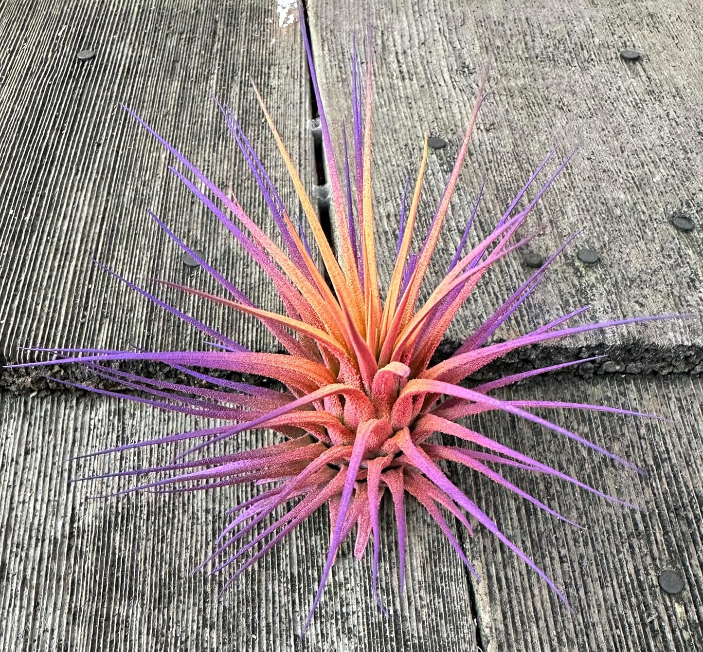 Live Extra Large Tillandsia Ionantha Guatemala Colorful Air Plant 3+ inch Enhanced Color Easy Care Indoor Outdoor Home Decor Gift Airplant by Awesome Industries (Sunset XL)